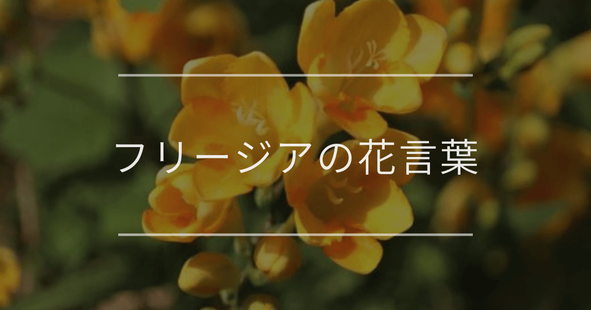 フリージアの花言葉:色別の花言葉や誕生花、名前の由来 | 観葉植物