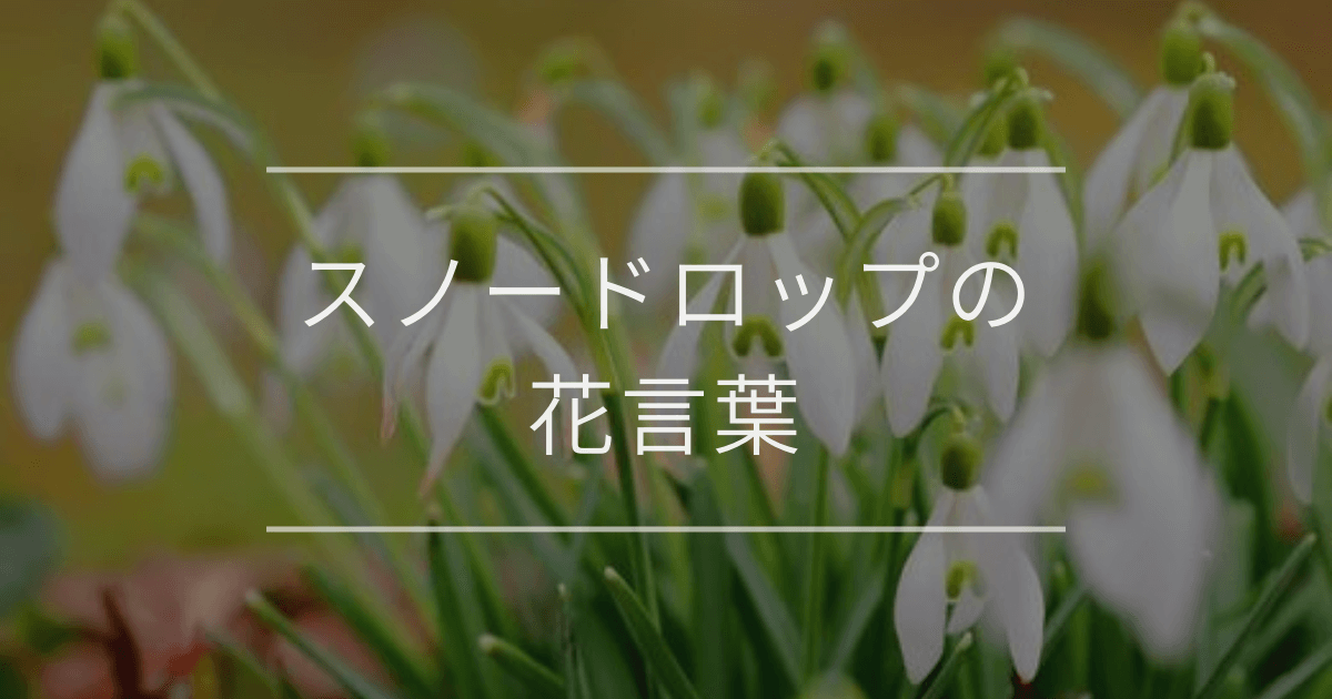 スノードロップの花言葉