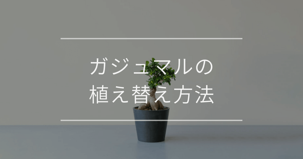 ガジュマルの植え替え方法｜タイミングや手順について