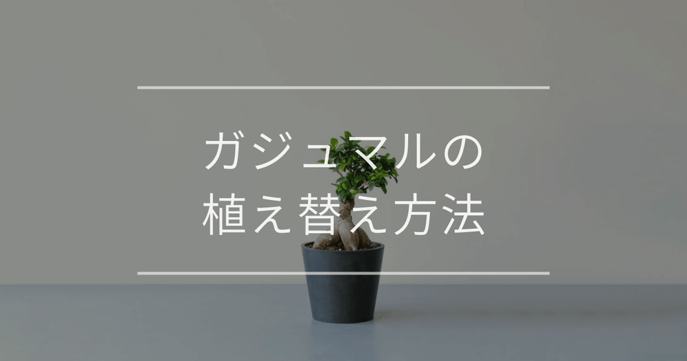 ガジュマルの植え替え方法｜タイミングや手順について
