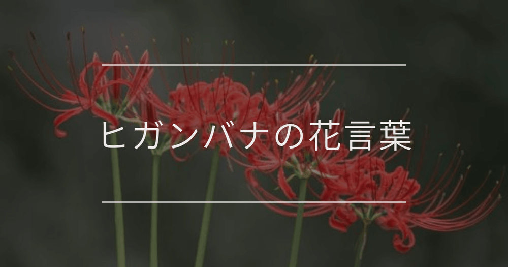 ヒガンバナの花言葉｜色別や誕生花、名前の由来