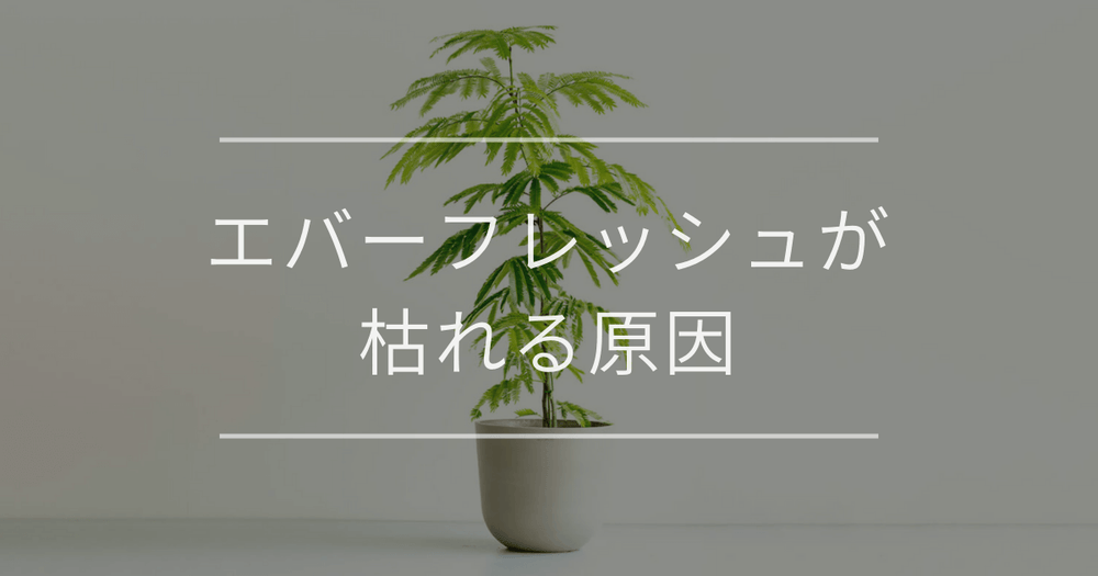 エバーフレッシュが枯れる原因｜対処法と復活方法
