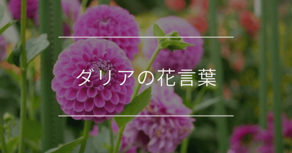 ダリアの花言葉｜色別や誕生花、名前の由来