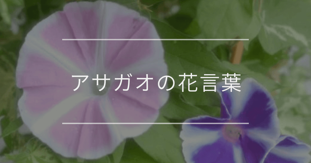 アサガオの花言葉｜色別や誕生花、名前の由来
