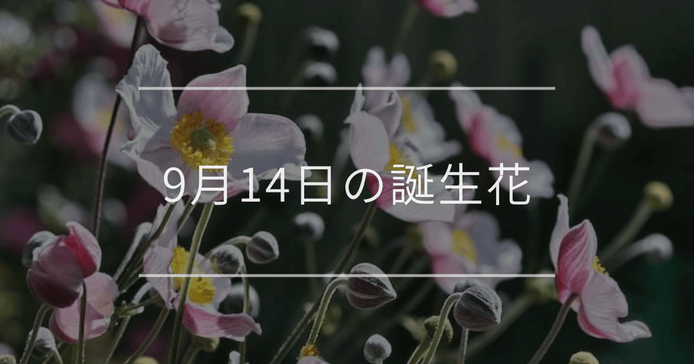 9月14日の誕生花：シュウメイギク・アゲラタムの花言葉など