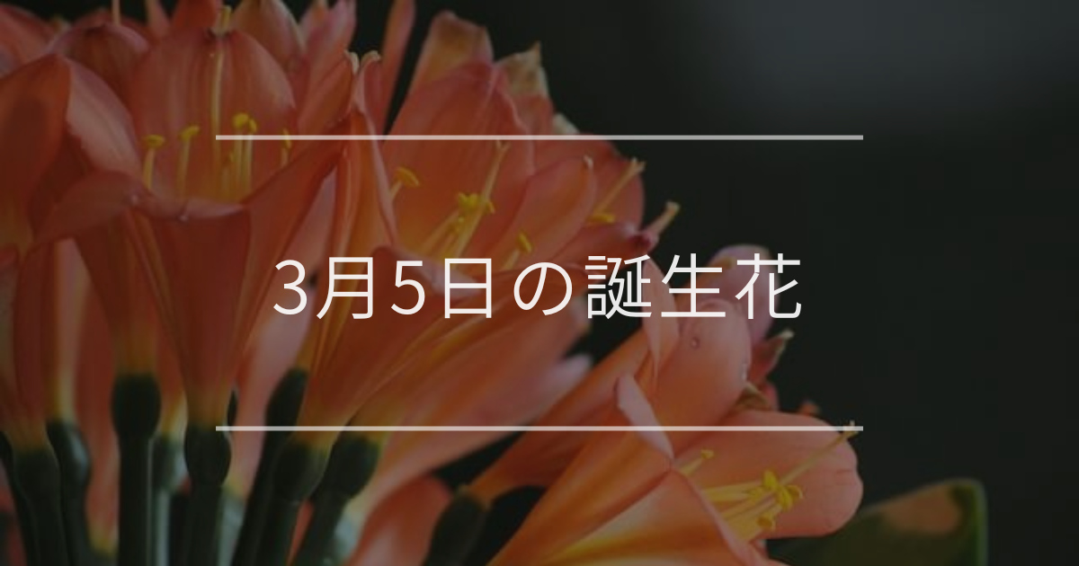 縁起植物 クンシラン×5株♡ クンシラン 縁起植物 クンシラン×5株♡ クンシラン