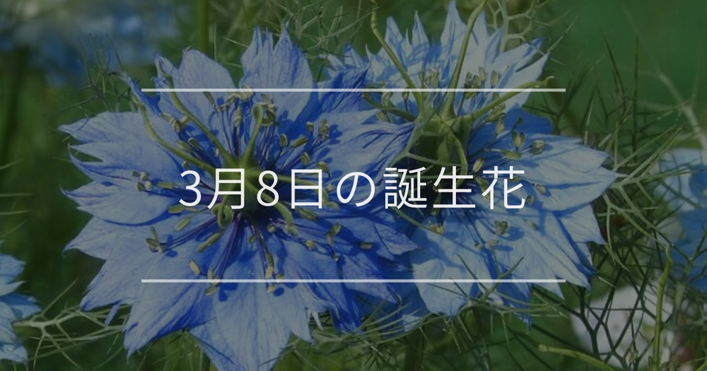 3月8日の誕生花：ニゲラ・ブルースターの花言葉など