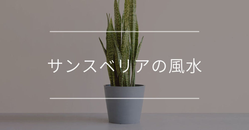 サンスベリアの風水｜置き場所と方角について
