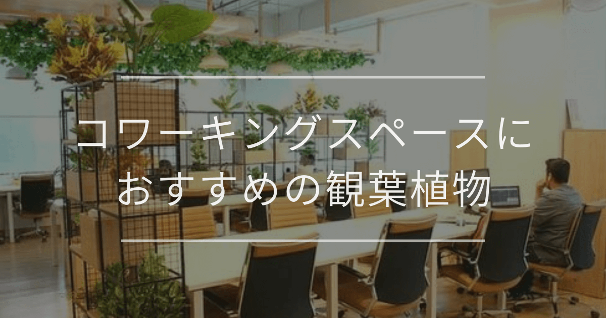 コワーキング　観葉植物