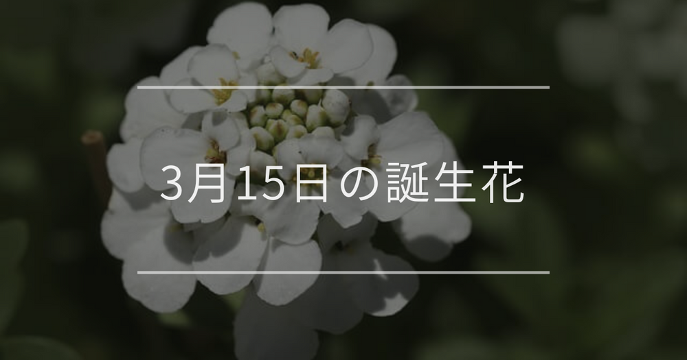 3月15日の誕生花：イベリス・クンシランの花言葉など