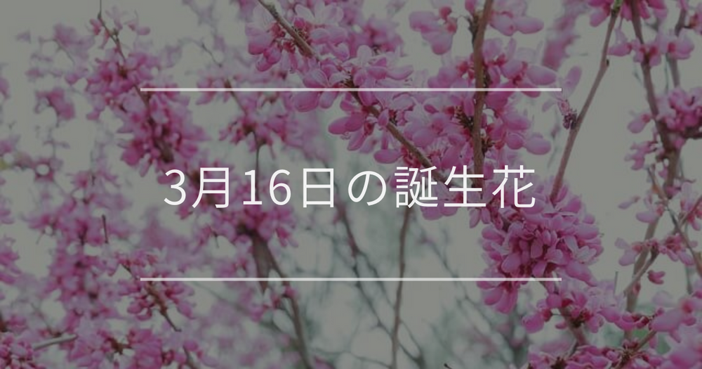 3月16日の誕生花：ハナズオウ・ハナカイドウの花言葉など