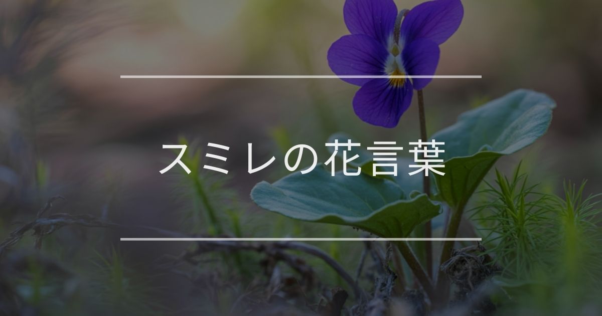スミレの花言葉｜色別や誕生花、名前の由来