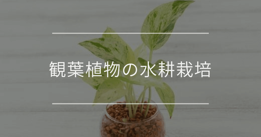 観葉植物の水耕栽培｜種類と育て方