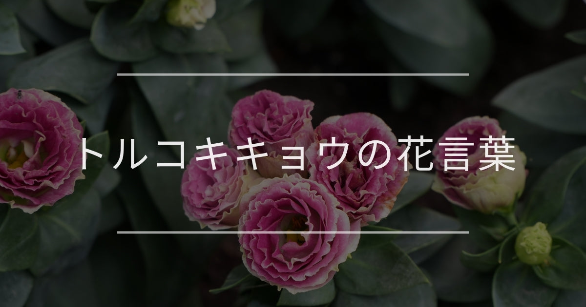 トルコキキョウの花言葉｜色別や誕生花、名前の由来