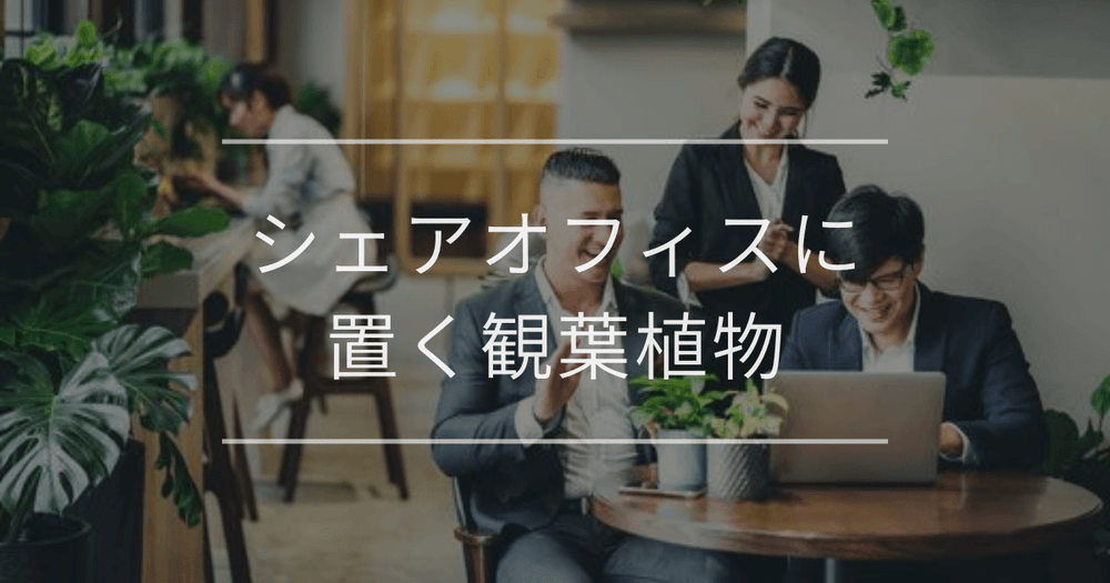 シェアオフィスに合う観葉植物｜おすすめ・インテリア例・注意点