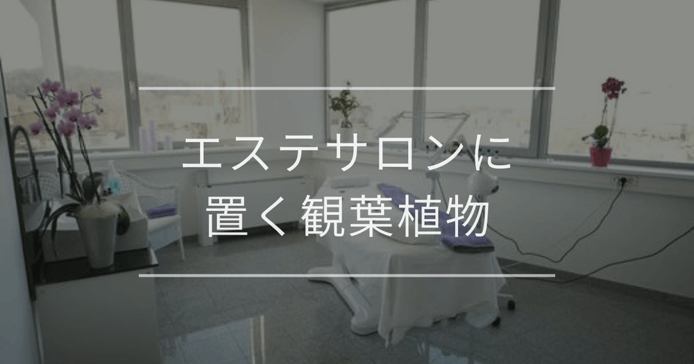 エステサロンに置く観葉植物｜おすすめの種類とインテリア例