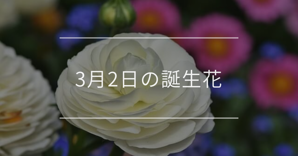 3月2日の誕生花：ラナンキュラス・ストックの花言葉など