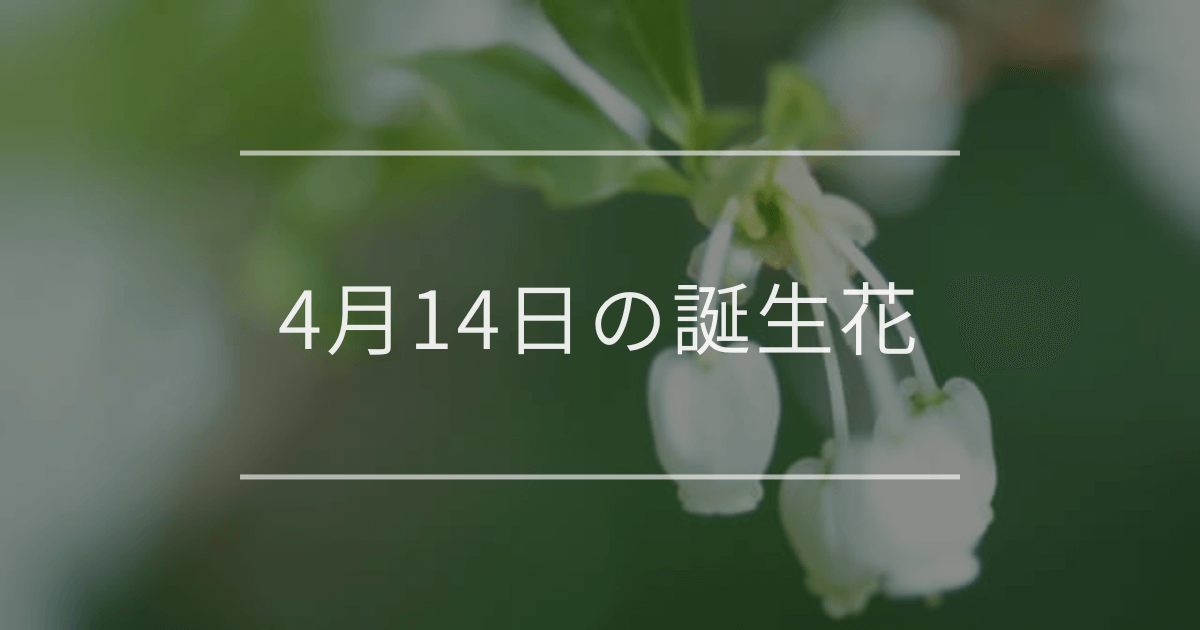 4月14日の誕生花:ドウダンツツジ・エニシダの花言葉など | お花の通販 4月14日の誕生花:ドウダンツツジ・エニシダの花言葉など | お花の通販