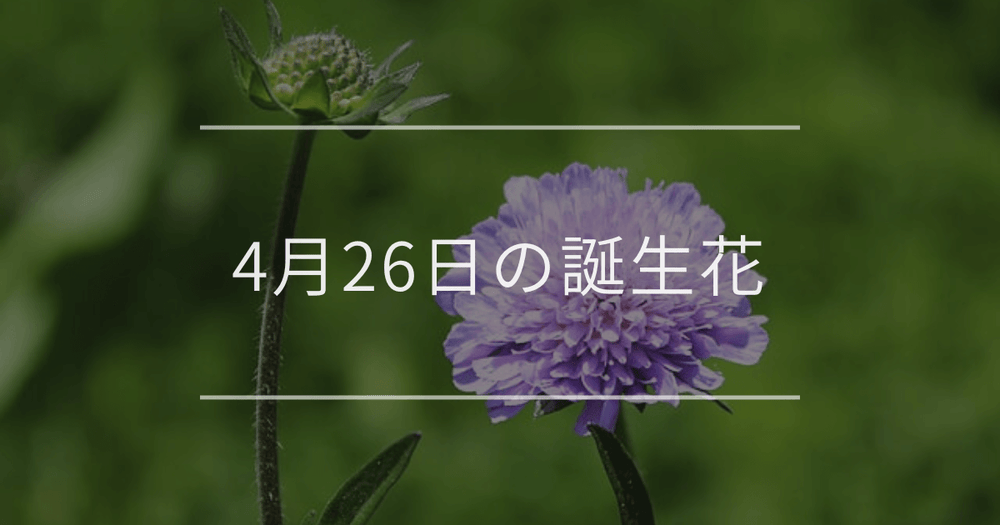 4月26日の誕生花：スカビオサ・アジュガの花言葉など