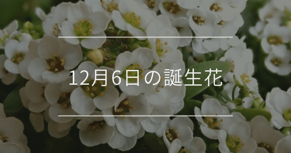 12月6日の誕生花：スイートアリッサム・キングプロテアの花言葉など