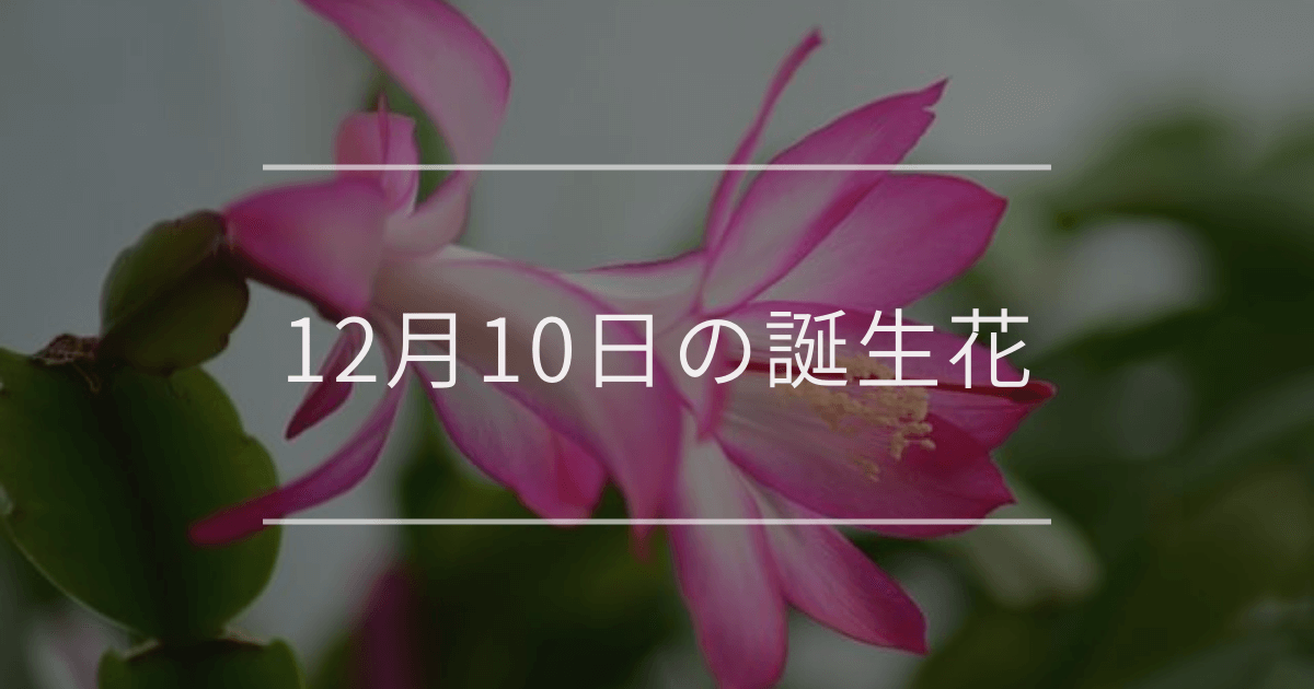 12月10日の誕生花