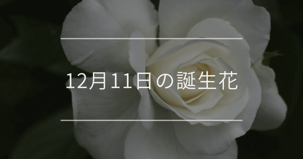 12月11日の誕生花：白いバラの花言葉など