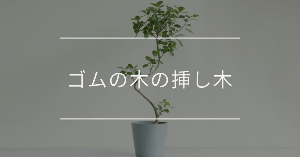 ゴムの木の挿し木｜時期や方法