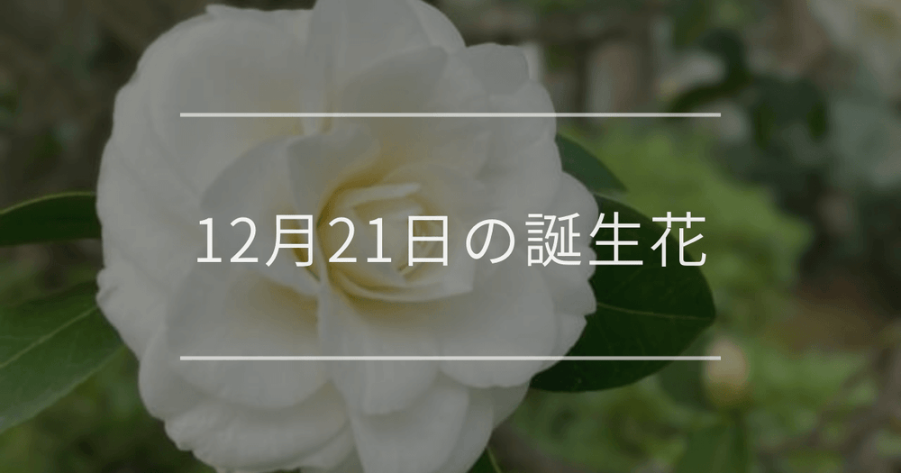 12月21日の誕生花：白いツバキ・スペアミントの花言葉など