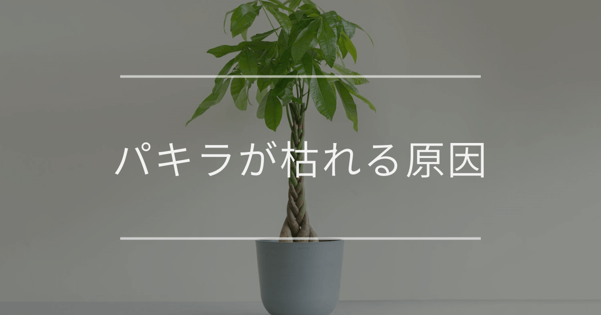 パキラが枯れる原因｜対処法と復活方法 | 観葉植物・お花の通販 AND PLANTS (アンドプランツ)