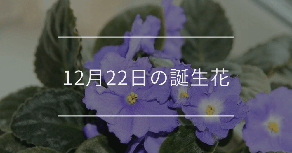 12月22日の誕生花：セントポーリア・カネノナルキの花言葉など