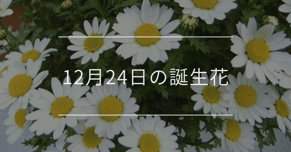 12月24日の誕生花：ノースポール・ヤドリギの花言葉など