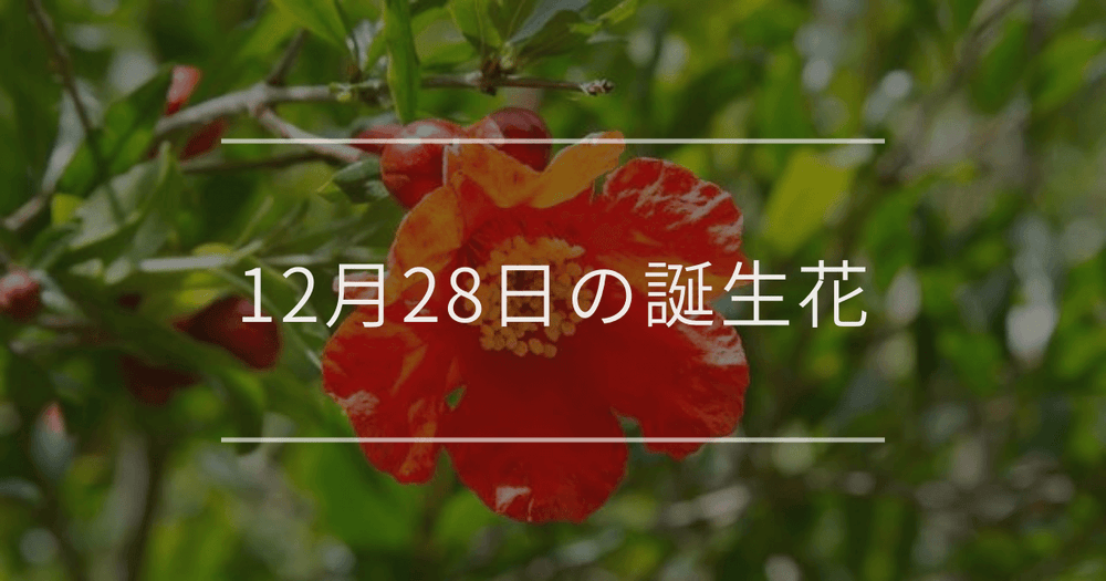 12月28日の誕生花：ザクロ・ミカンの花言葉など