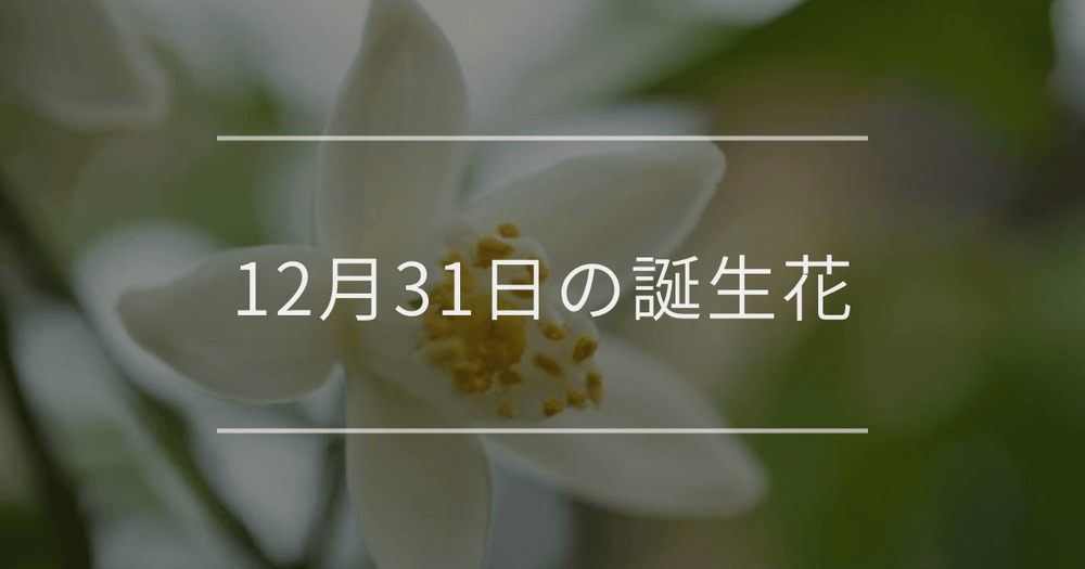 12月31日の誕生花：ユズ(柚子)・八重咲きストックの花言葉など