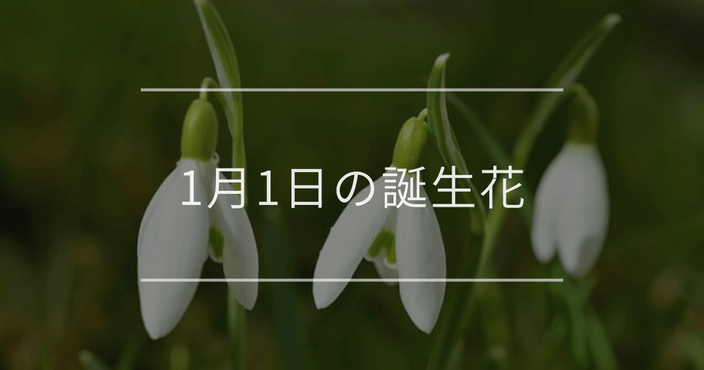 1月1日の誕生花｜スノードロップ・白いチューリップの花言葉など