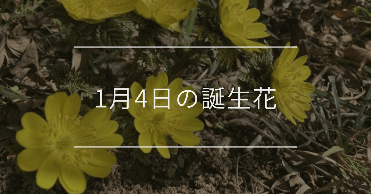 1月4日の誕生花