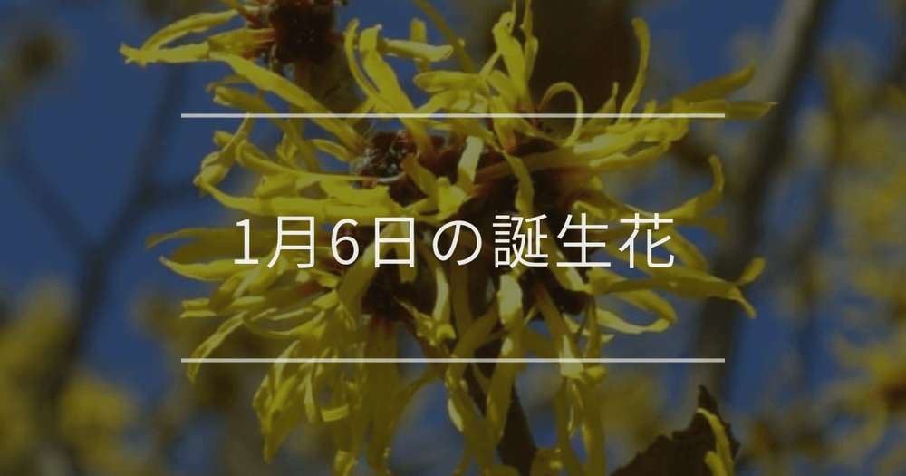1月6日の誕生花：マンサク・ピンクのスミレの花言葉など