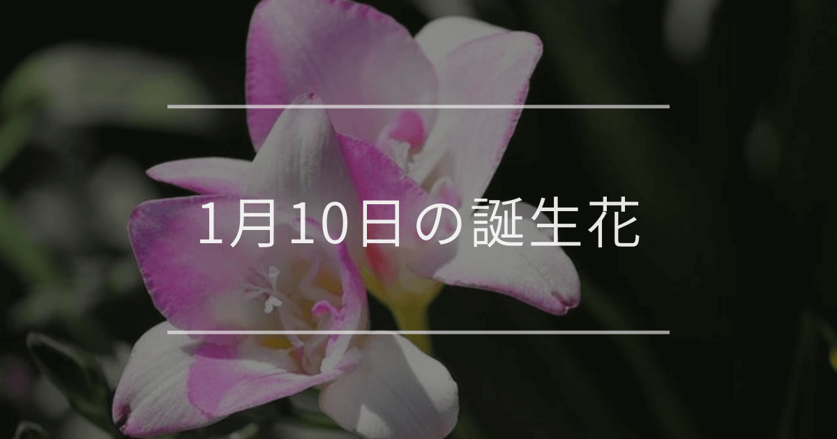 1月10日の誕生花