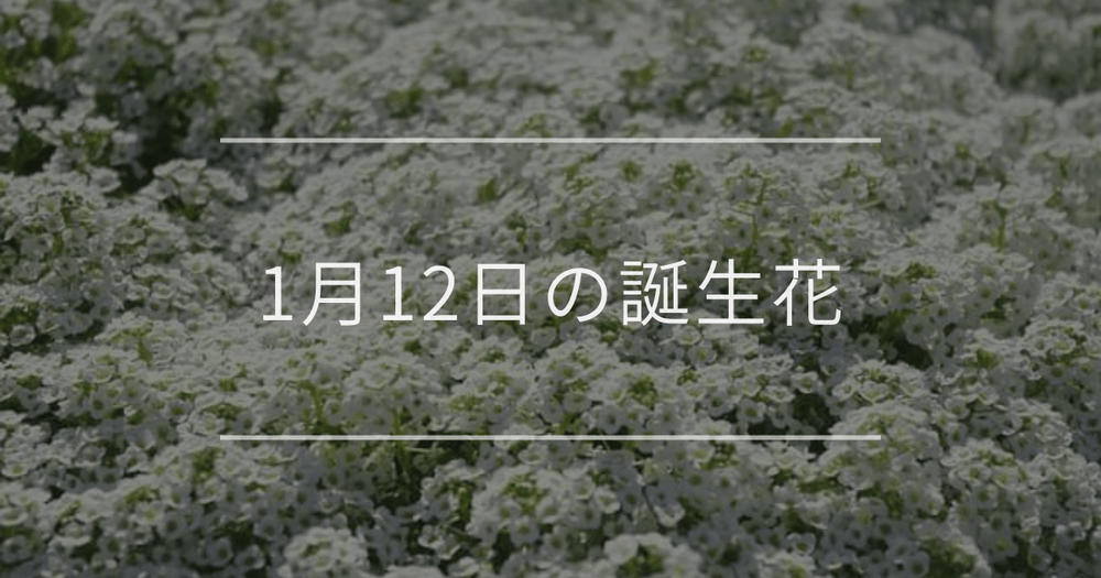 1月12日の誕生花：スイートアリッサム・フクジュソウの花言葉など