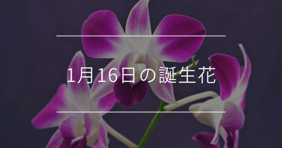 1月16日の誕生花