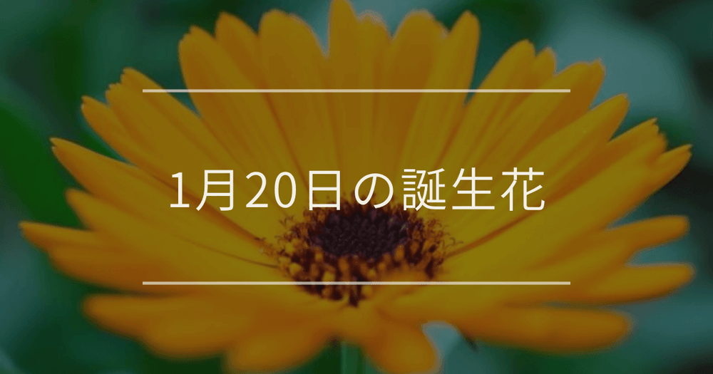 1月20日の誕生花：キンセンカ・ラナンキュラスの花言葉など