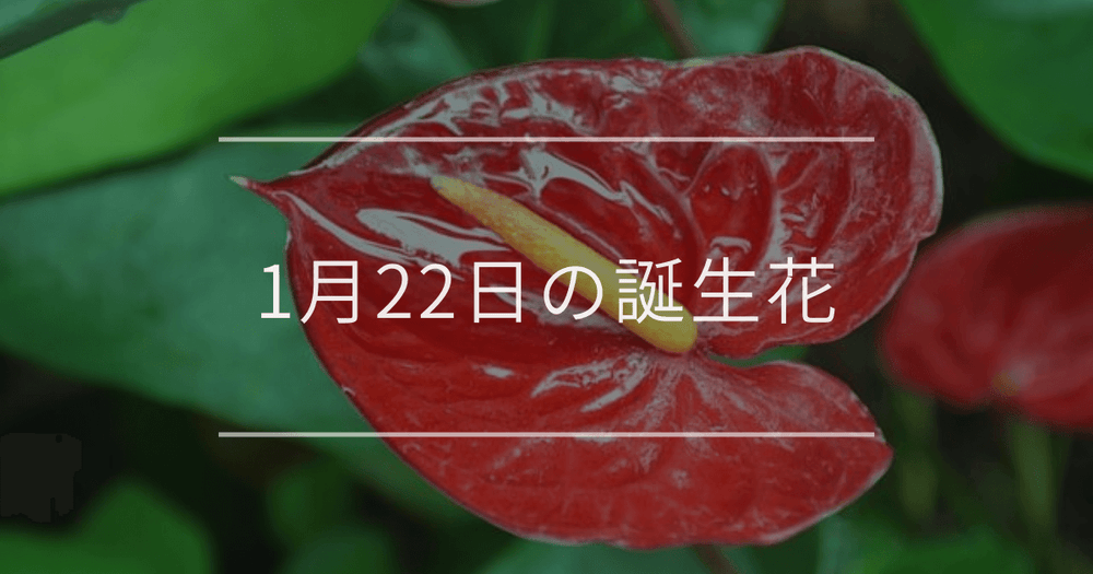1月22日の誕生花：アンスリウム・アネモネの花言葉など