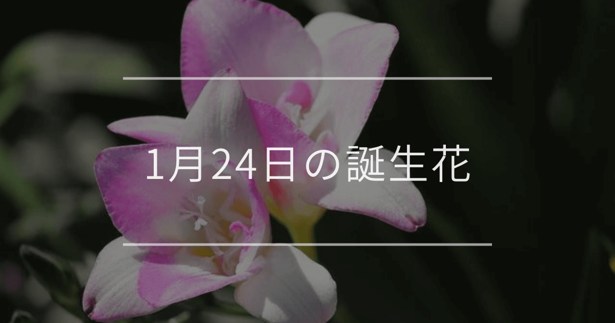 1月24日の誕生花