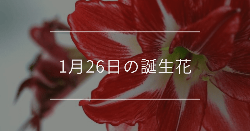 1月26日の誕生花：アマリリス・オジギソウの花言葉など