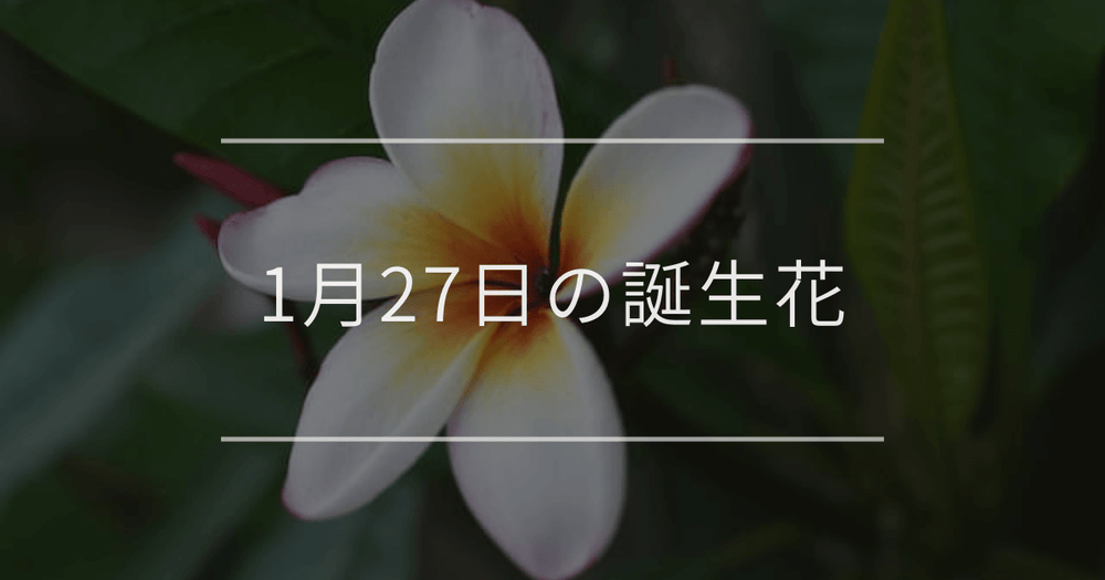 1月27日の誕生花：プルメリア・ヘリオトロープの花言葉など
