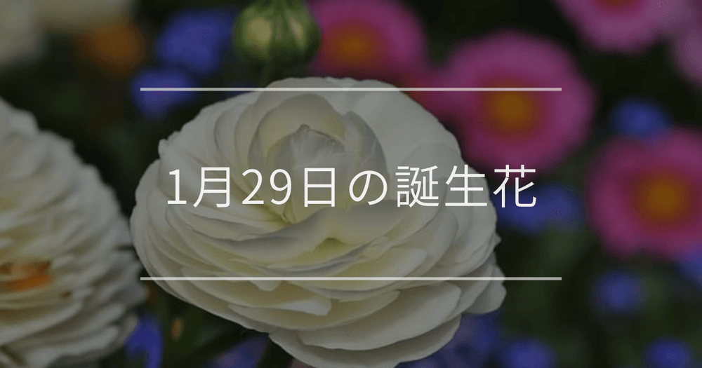 1月29日の誕生花：ラナンキュラス・キンカンの花言葉など