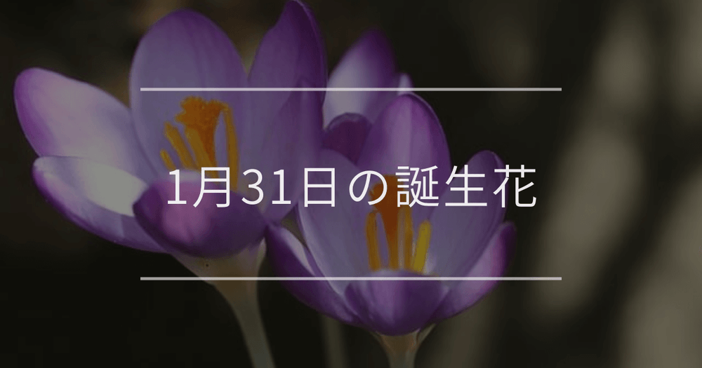 1月31日の誕生花：クロッカス・オジギソウの花言葉など