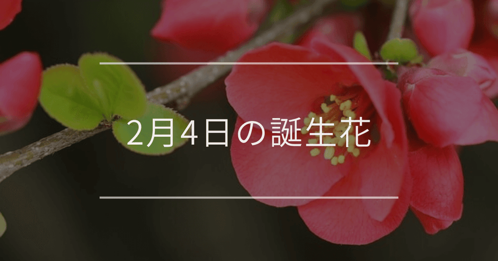 2月4日の誕生花：ボケ・赤いサクラソウの花言葉など