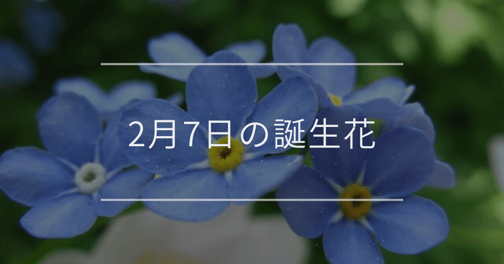 2月7日の誕生花：ワスレナグサ・ウメ(梅)の花言葉など