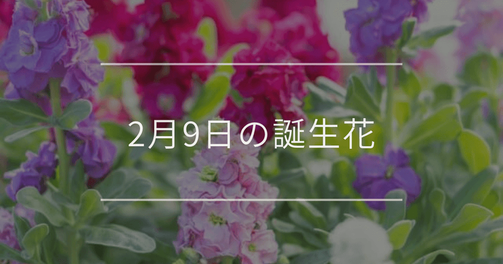 2月9日の誕生花：ストック・キンセンカの花言葉など