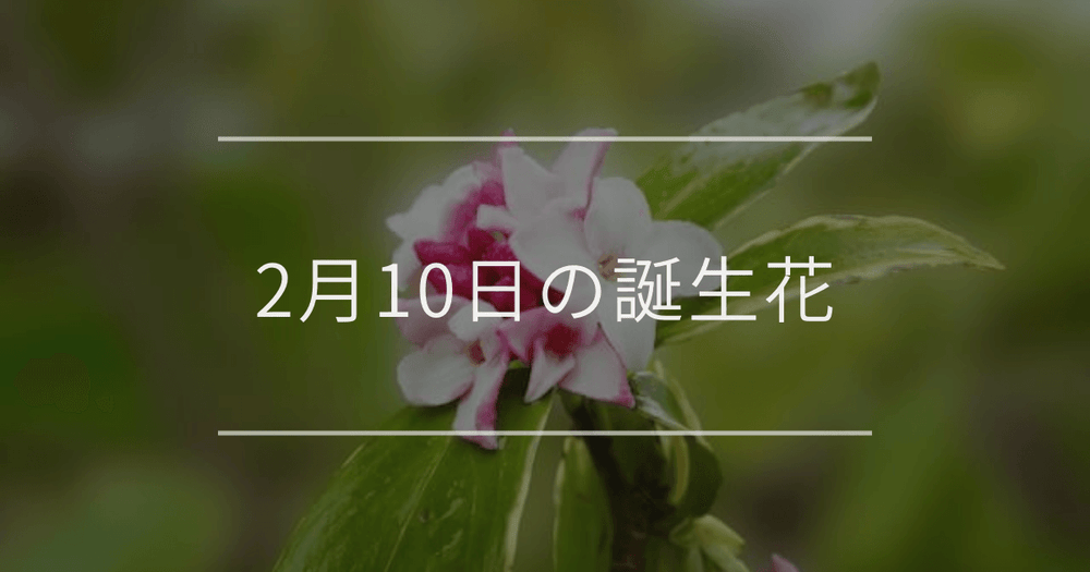 2月10日の誕生花：ジンチョウゲ・ヒマラヤユキノシタの花言葉など